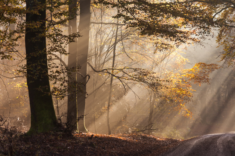 Herbstlicher Buchenwald bei Engenhahn im Taunus, Hessen, Deutschland