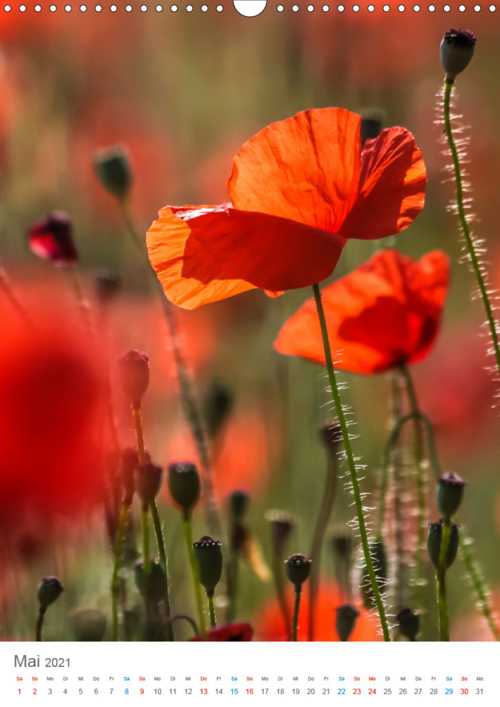 Kalender - Provence im Licht