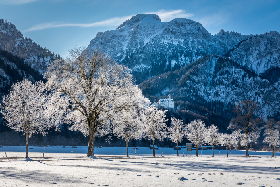Winterliche Allee mit Schloß Neuschanstein, Schwangau, Allgäu, Bayern