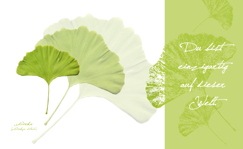 Du bist einzigartig auf dieser Welt - Collage mit Blättern des Ginkgo (Ginkgo biloba)