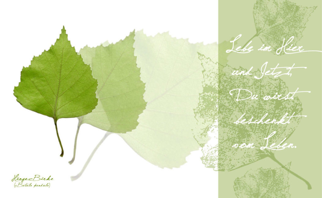 Lebe im hier und jetzt, du wirst beschenkt vom Leben - Collage mit Blättern der Hänge-Birke - alt