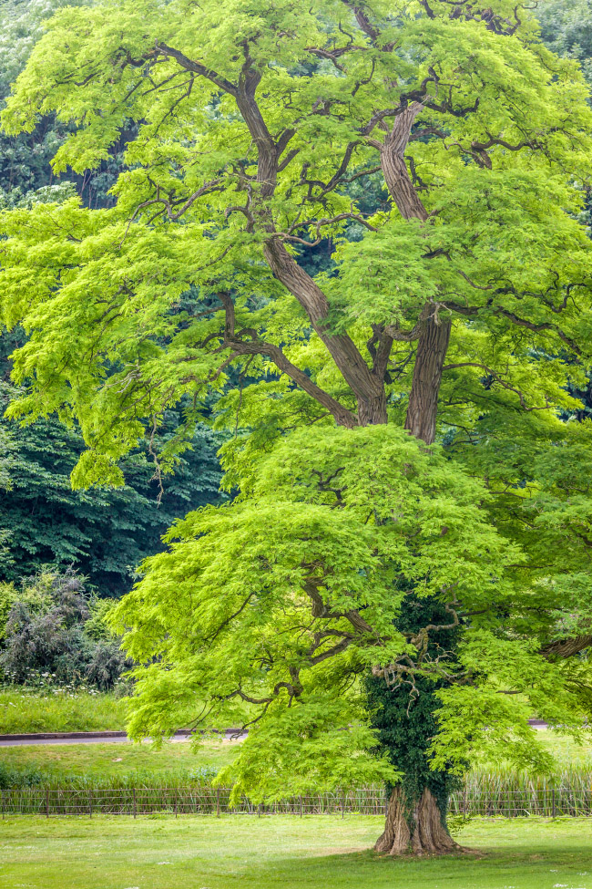 Robinie im Park von Castle Combe Manor House, Wiltshire, England