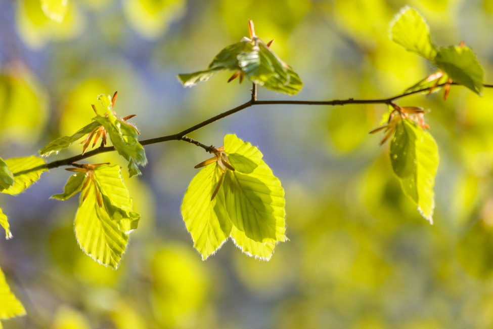 Frische Buchenblätter im Frühling bei Engenhahn im Taunus, Niedernhausen, Hessen, Deutschland