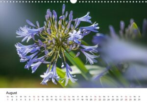 August